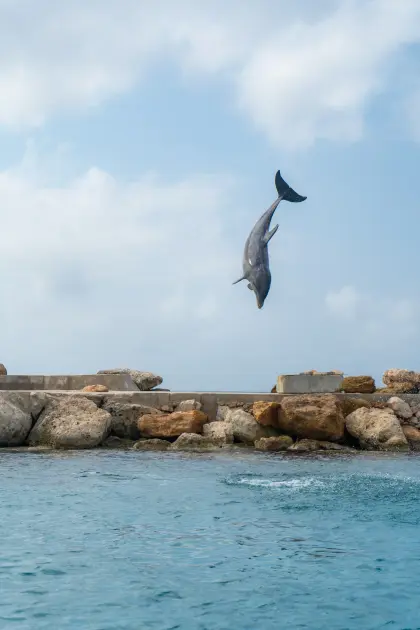 /dolphin_academy_coupon_1.JPG